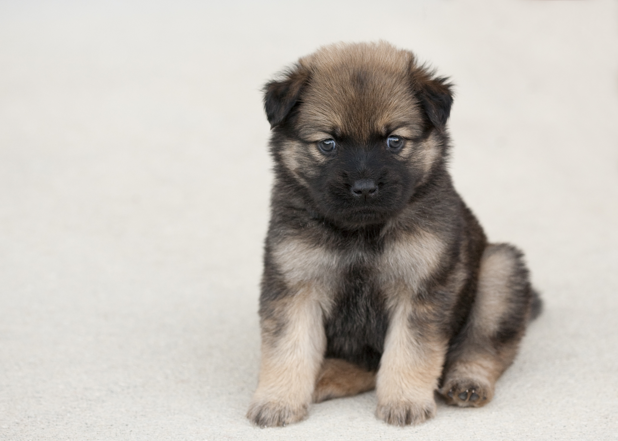 Wicket when she was a baby. 
