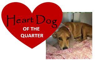 HeartDogOfTheQuarter3.PNG