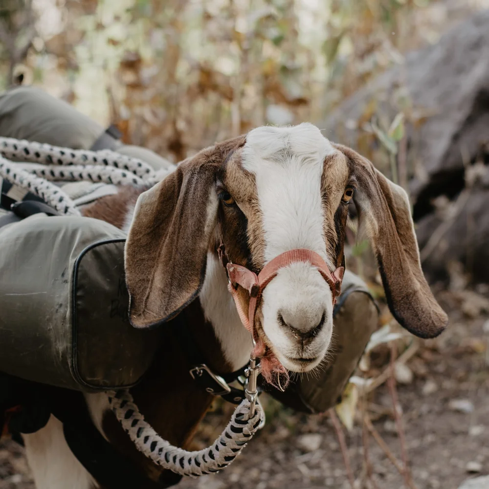 Fall Canyon backpacking trip with goats-2.jpg