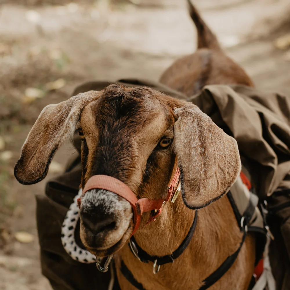 Fall Canyon backpacking trip with goats-1.jpg