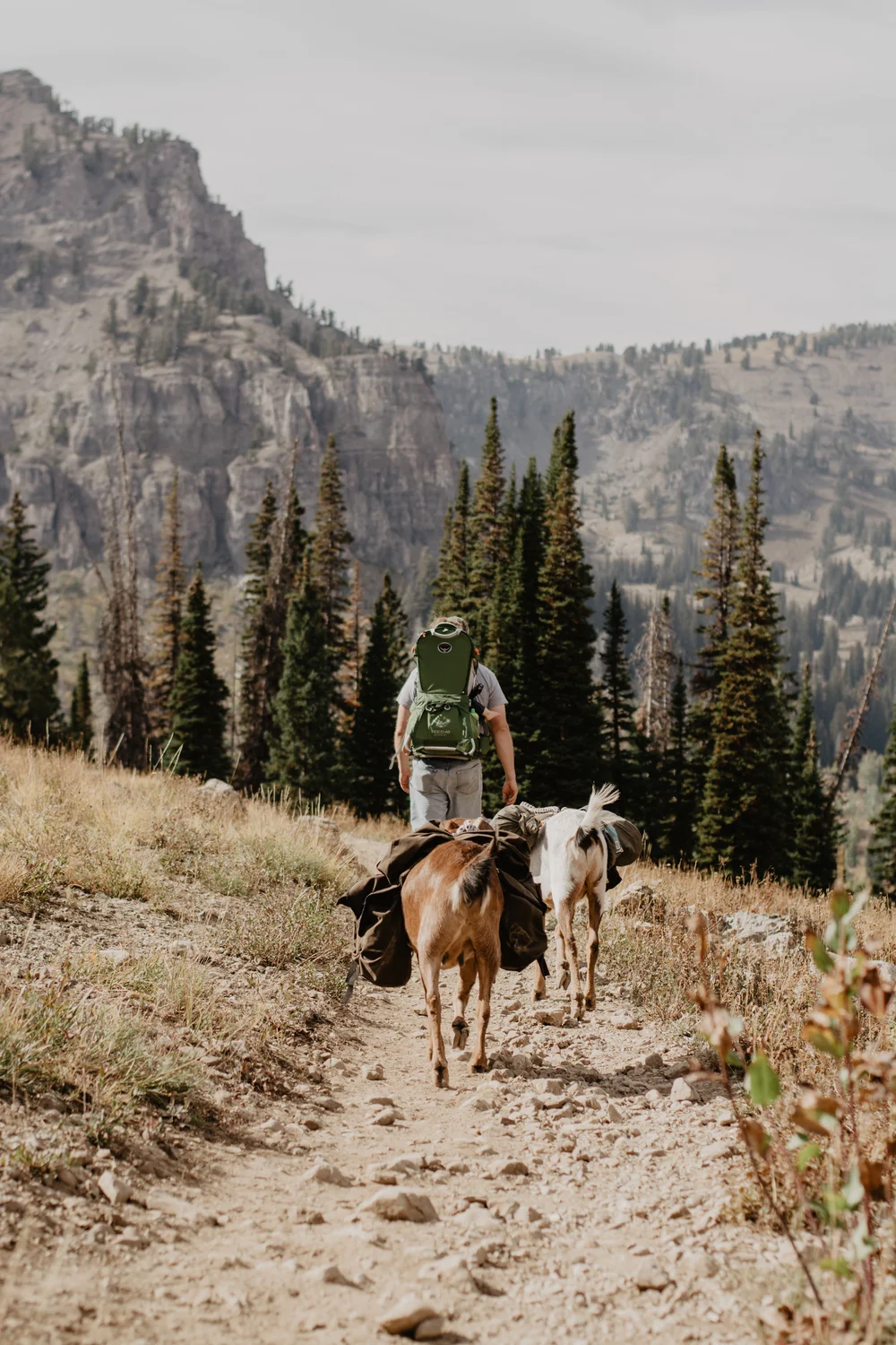 Fall Canyon backpacking trip with toddler and goats-2.jpg