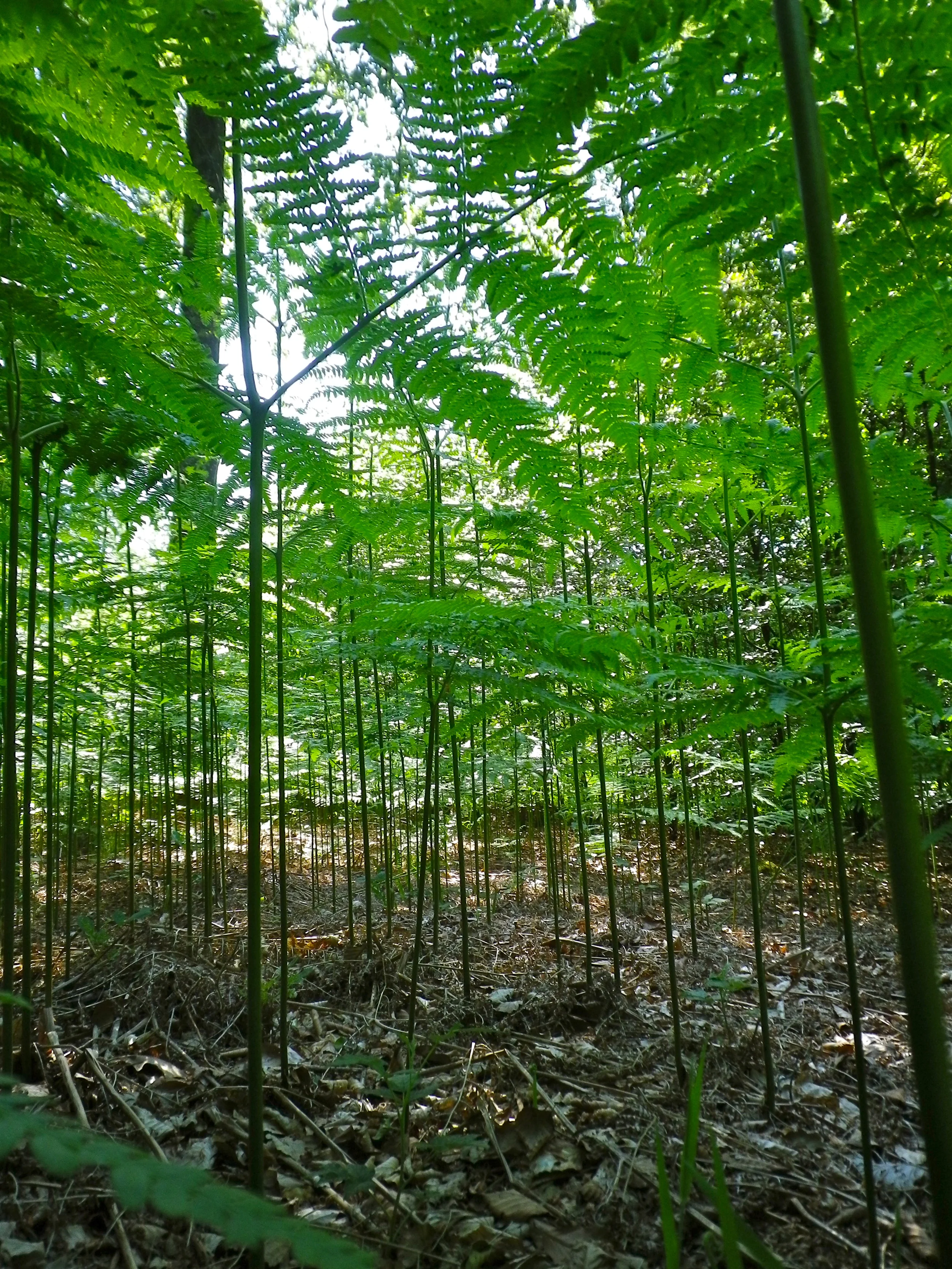 strynckx_steven_forest_2012.jpg