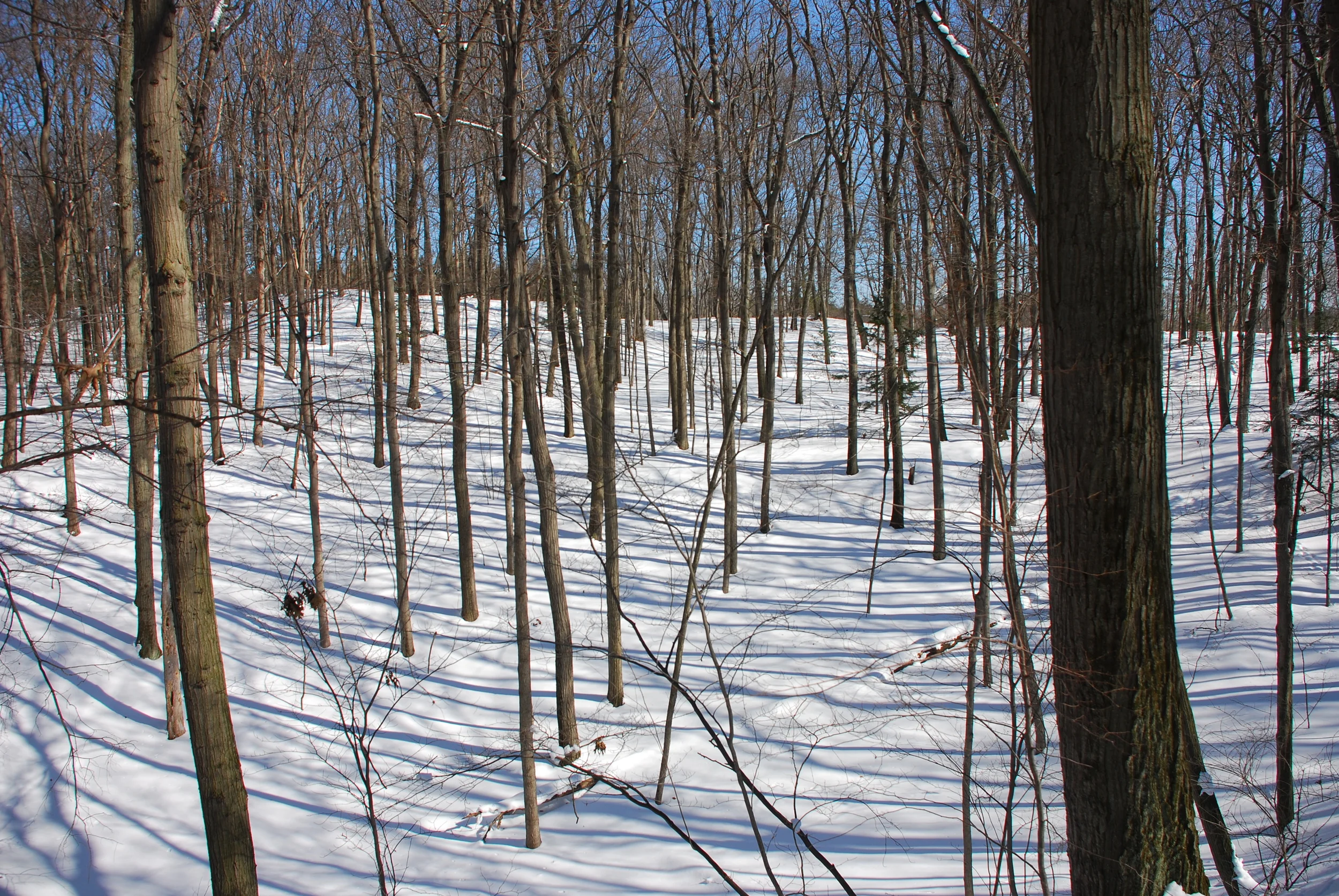 DSC_0313.JPG
