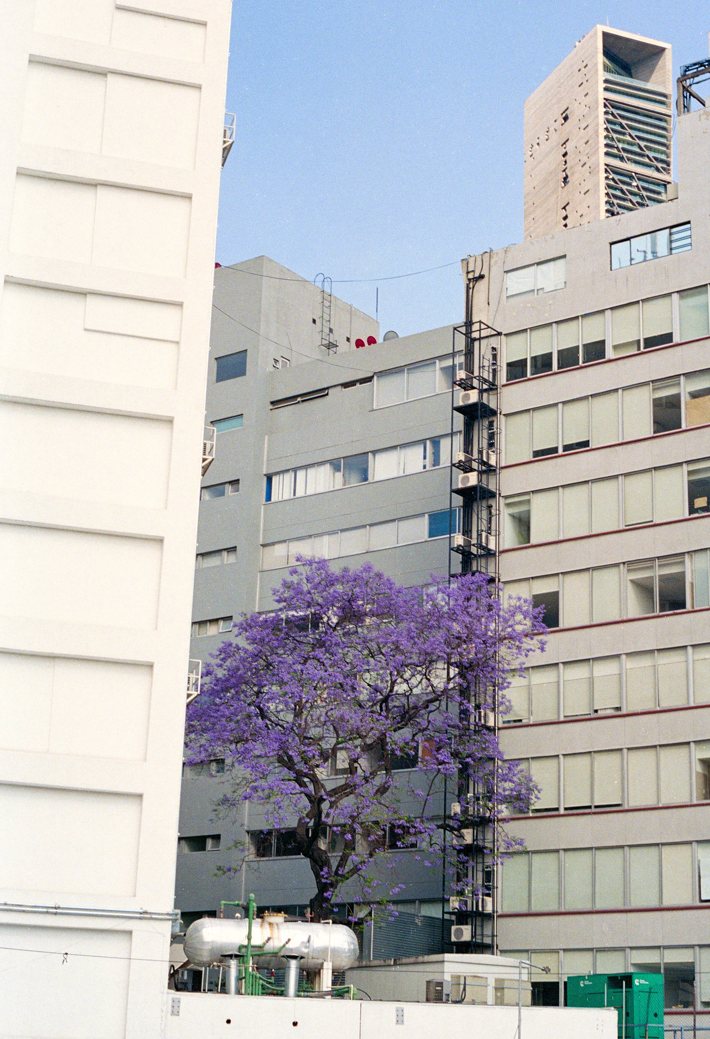 JacarandaTree_8x10.jpg