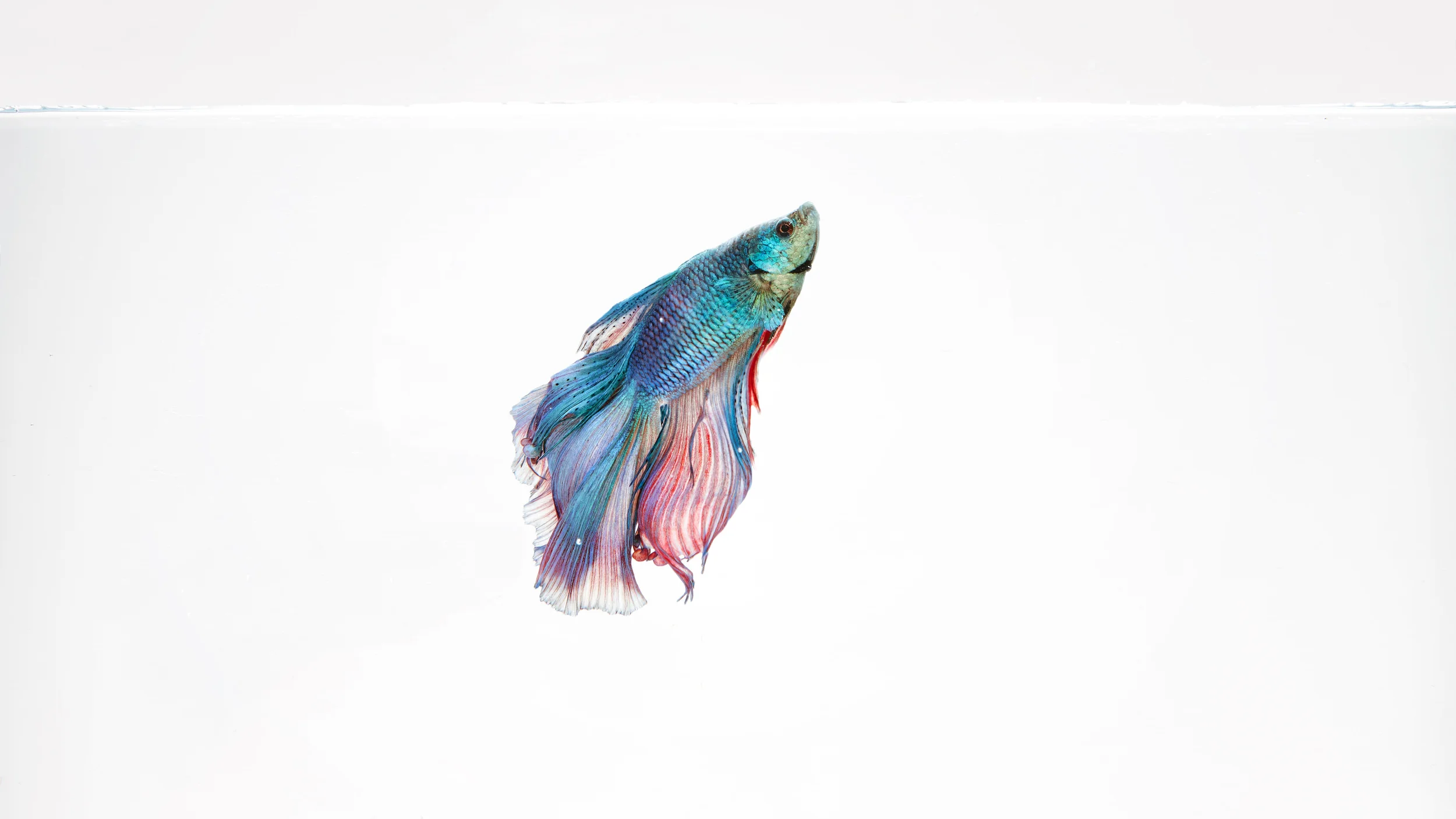 fishfish_testshoot_007.jpg