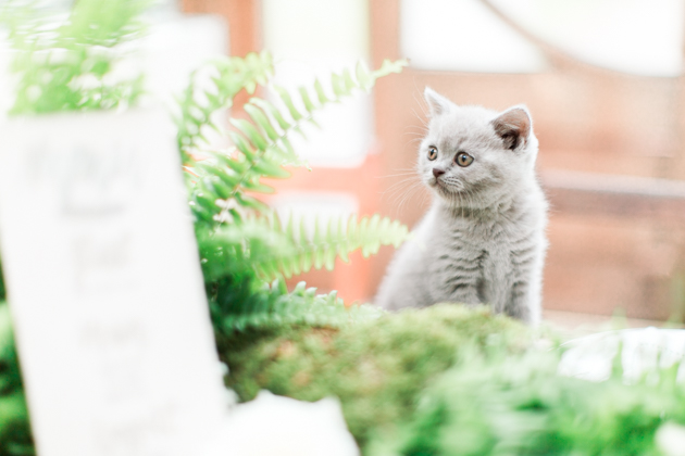 Kitties and Feathers - Beautiful Textures Inspiration (43).jpg
