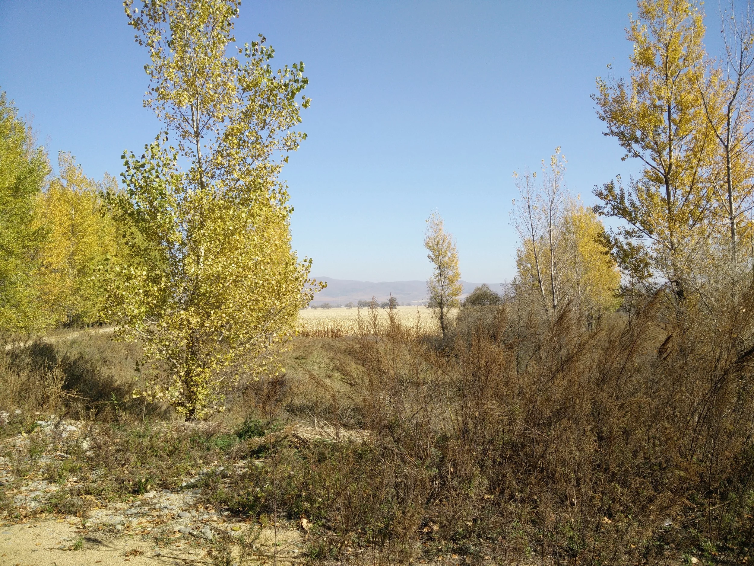 Onsong - If they build it, will they come?