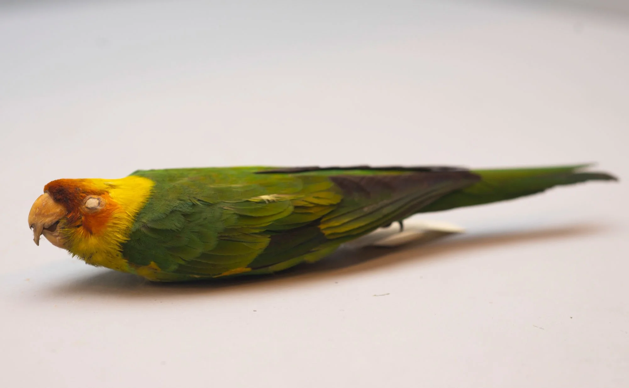 Carolina-parakeet_SAM2.jpg
