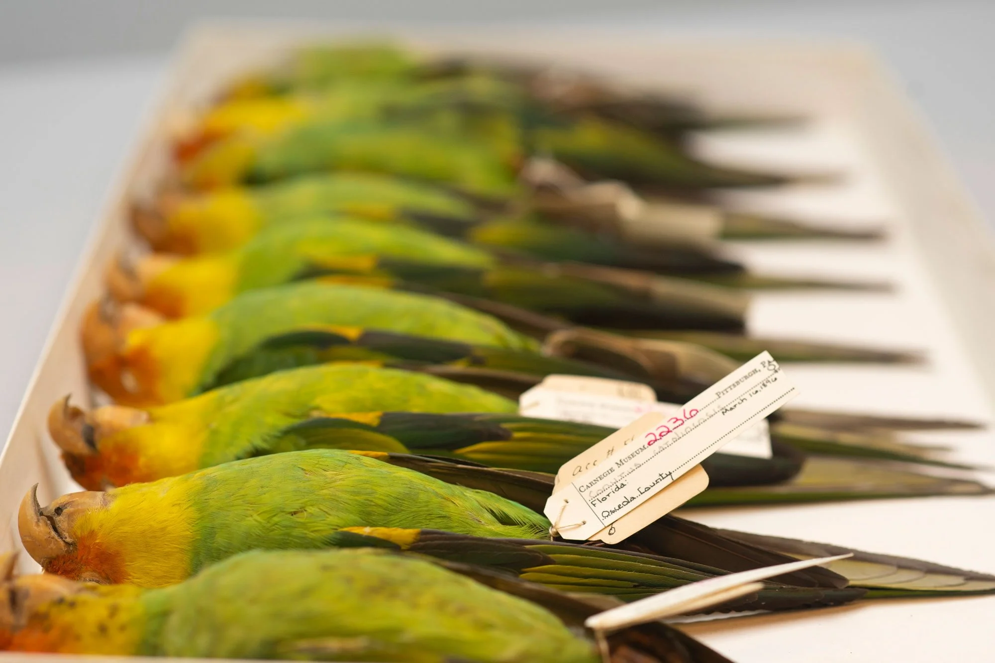 Carolina-Parakeet_SAM3.jpg