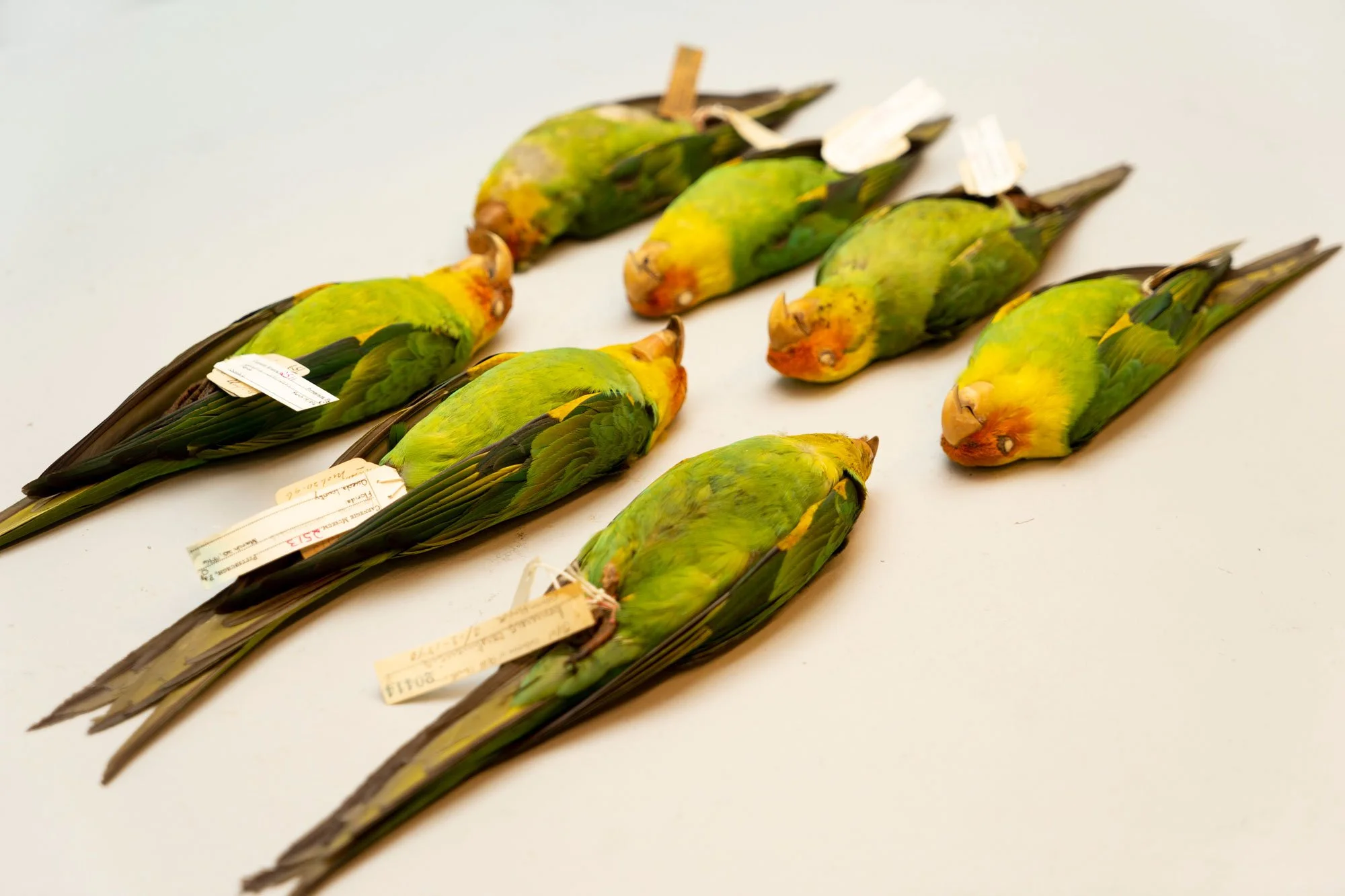 Carolina-Parakeet_SAM4.jpg