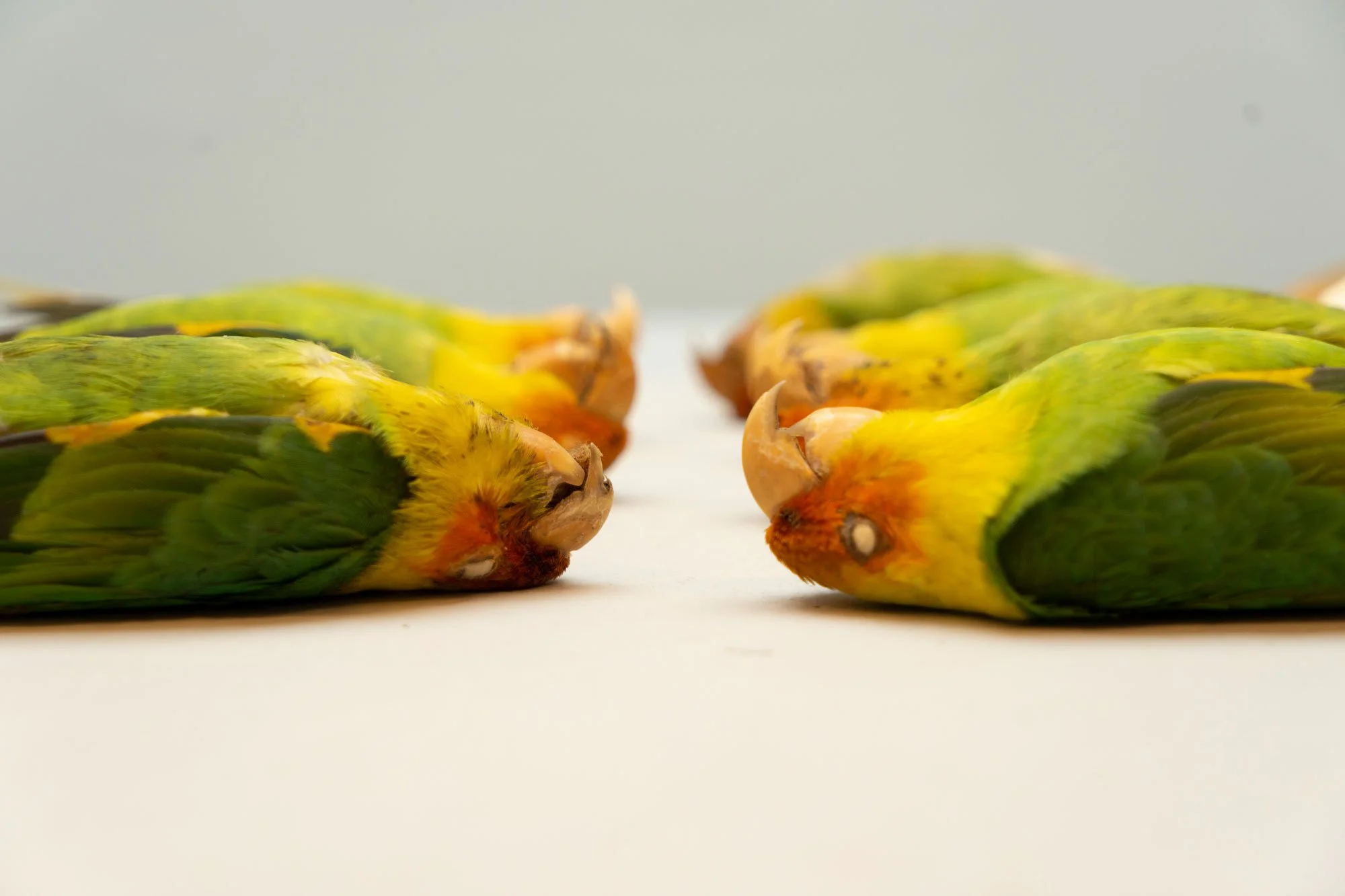 Carolina-Parakeet_SAM6.jpg