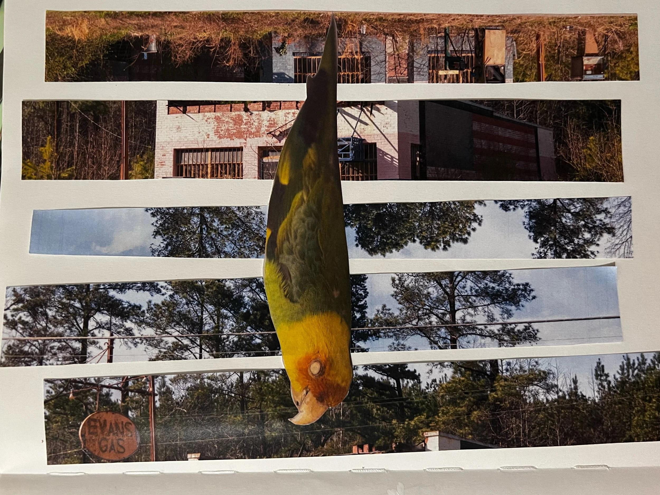 Carolina Parakeet_SAM_WIP.jpeg