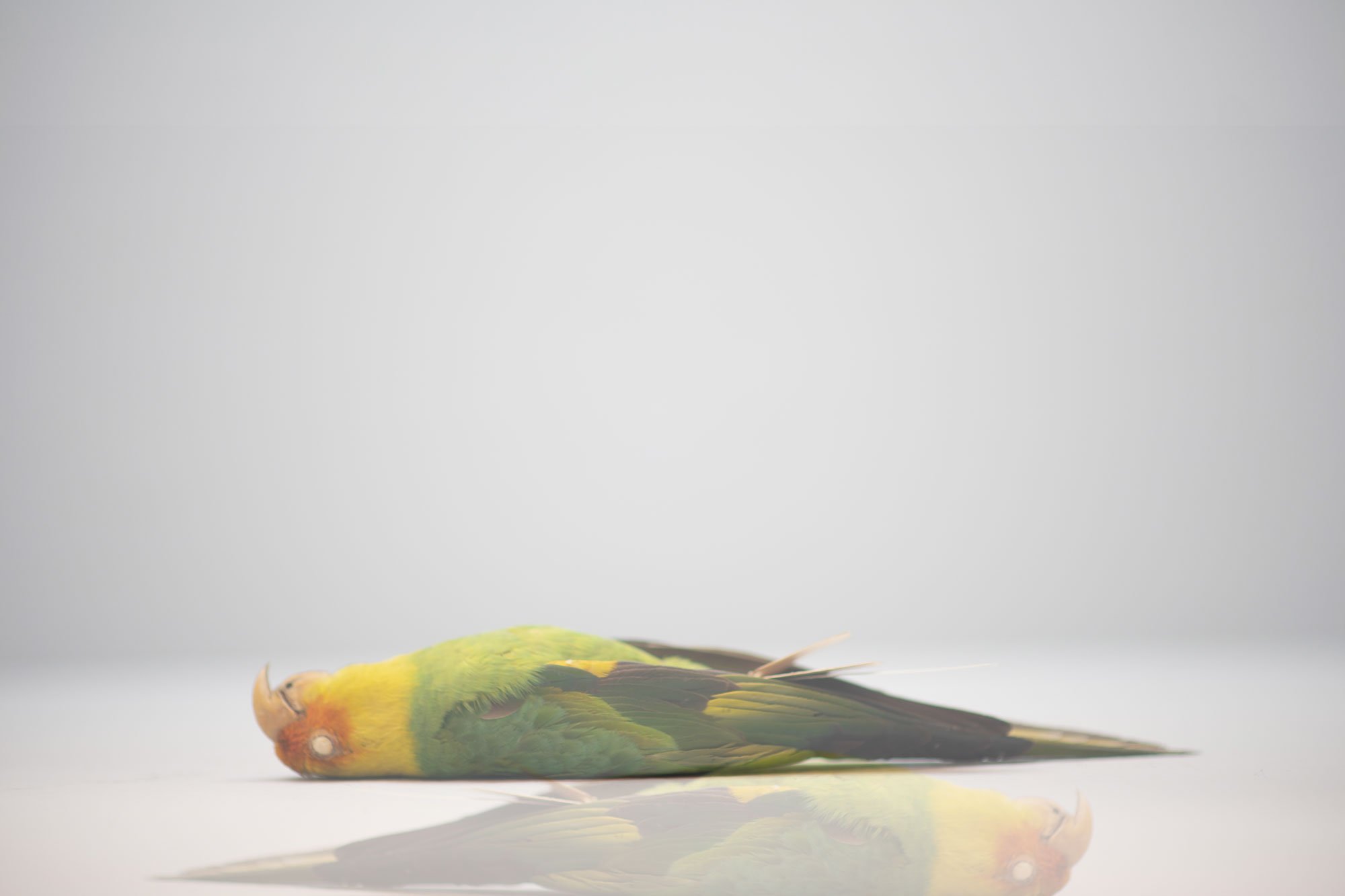 Carolina Parakeet_SAM_web.jpg