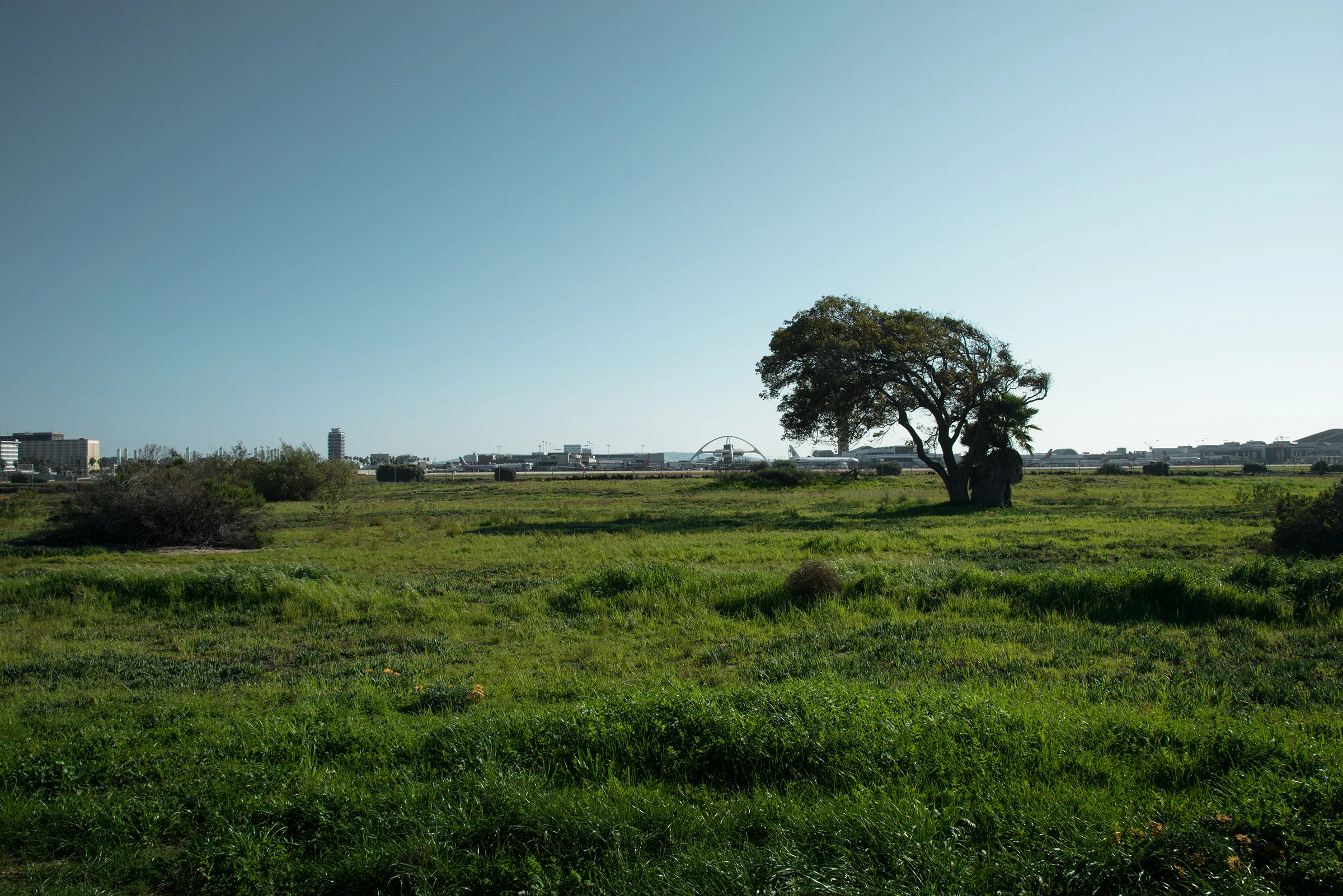 tree_field.jpg