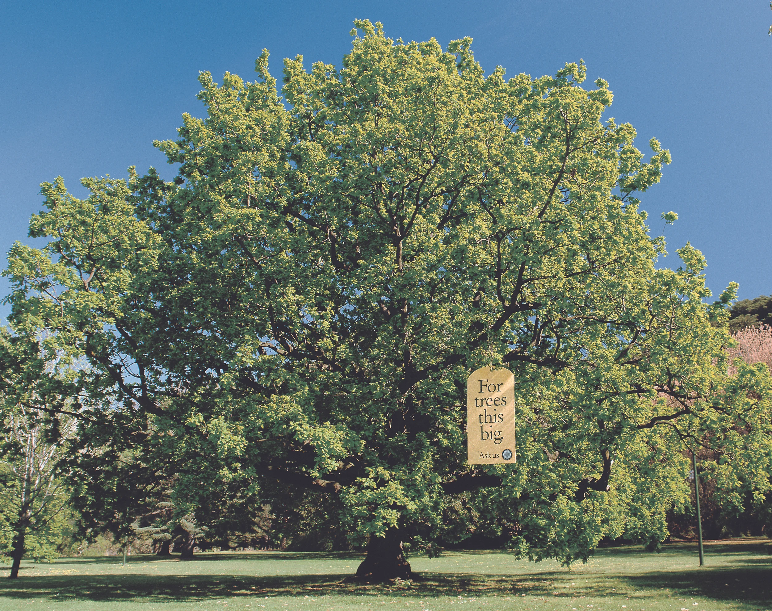 Big Tree_final copy.jpg