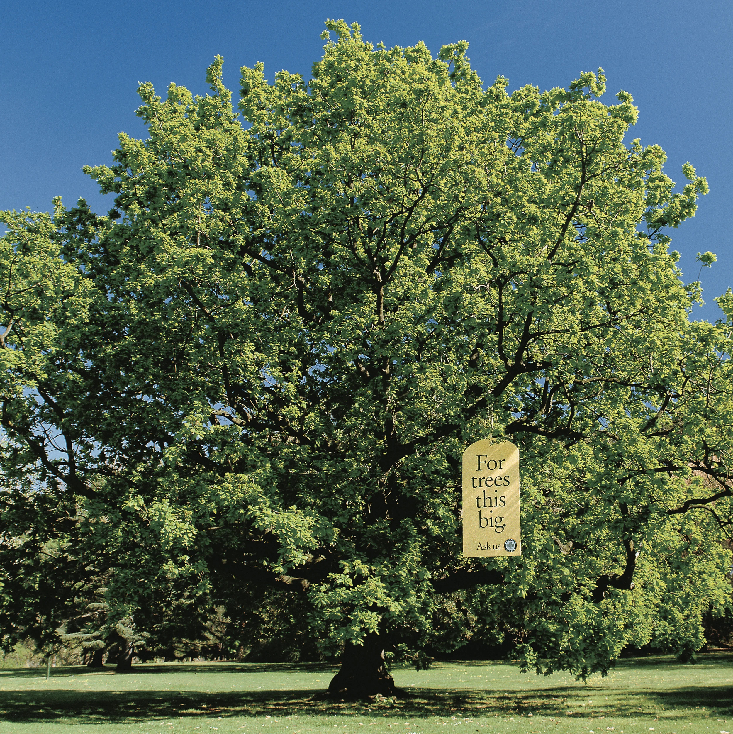 tree-2.jpg
