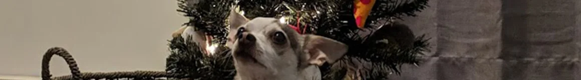 WTDG #226: 2018 Year-end Review