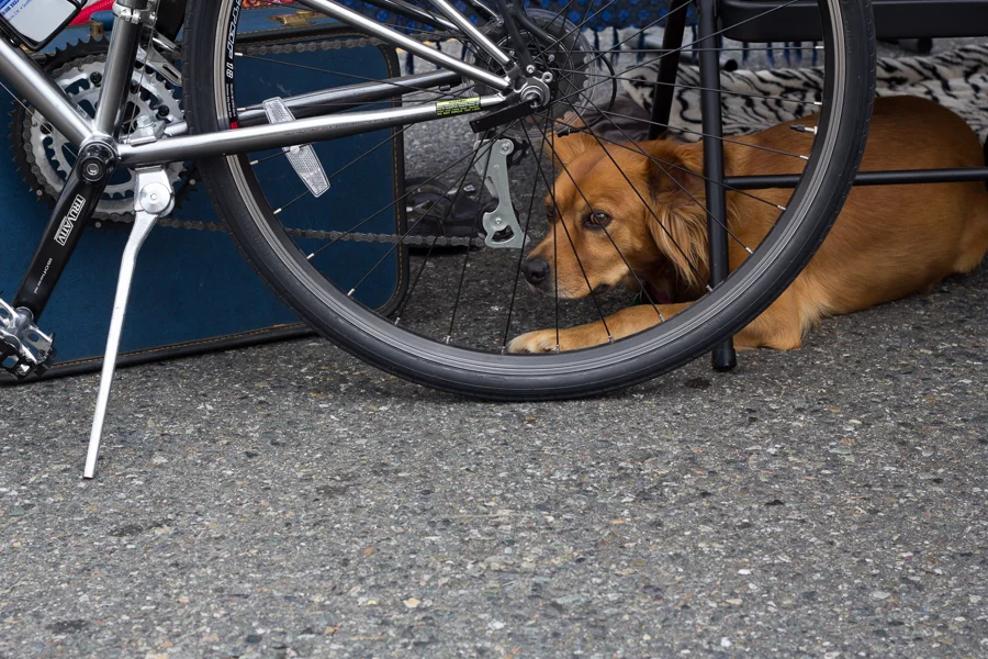 BehindSpokes.jpg