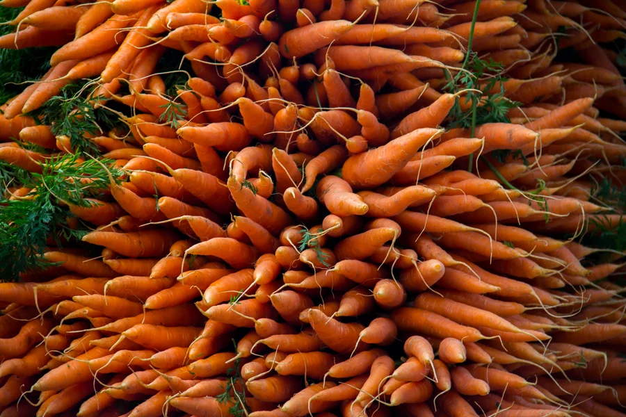 CarrotsGalore.jpg