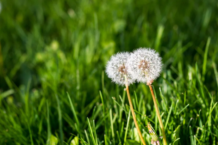 kissingDandelions.jpg