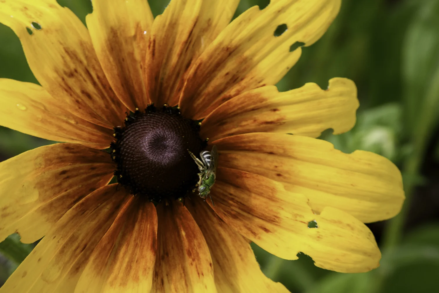 Flower.jpg