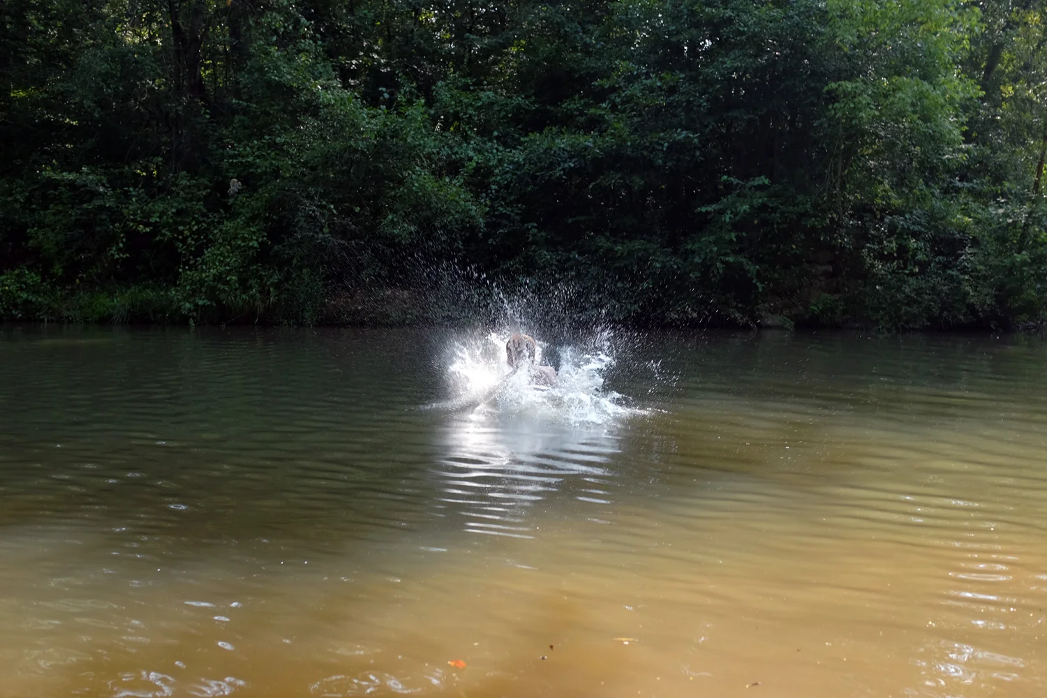 swimming-georgia.jpg