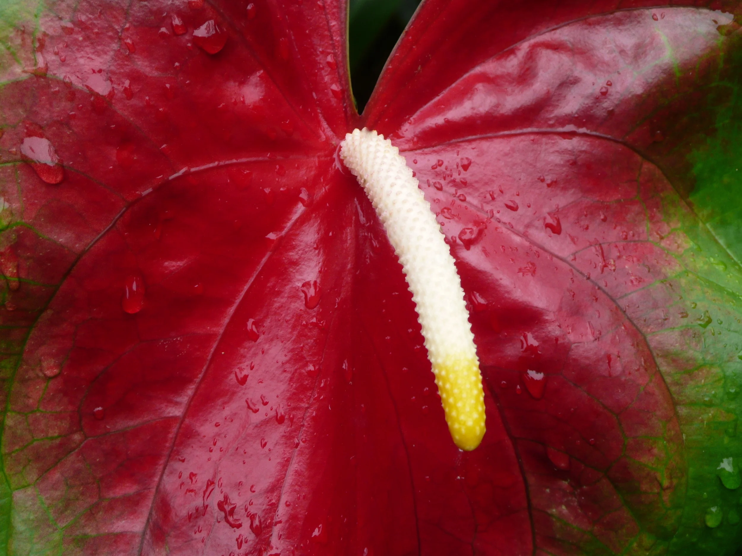 Anthurium blossom