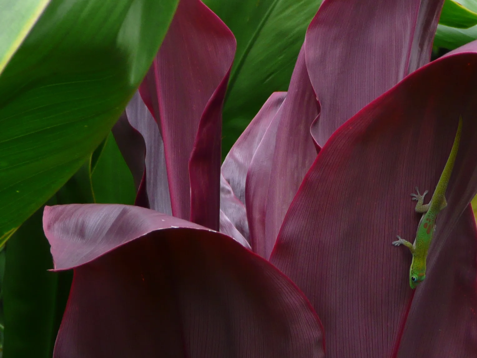 Red and green ti with our garden gecko