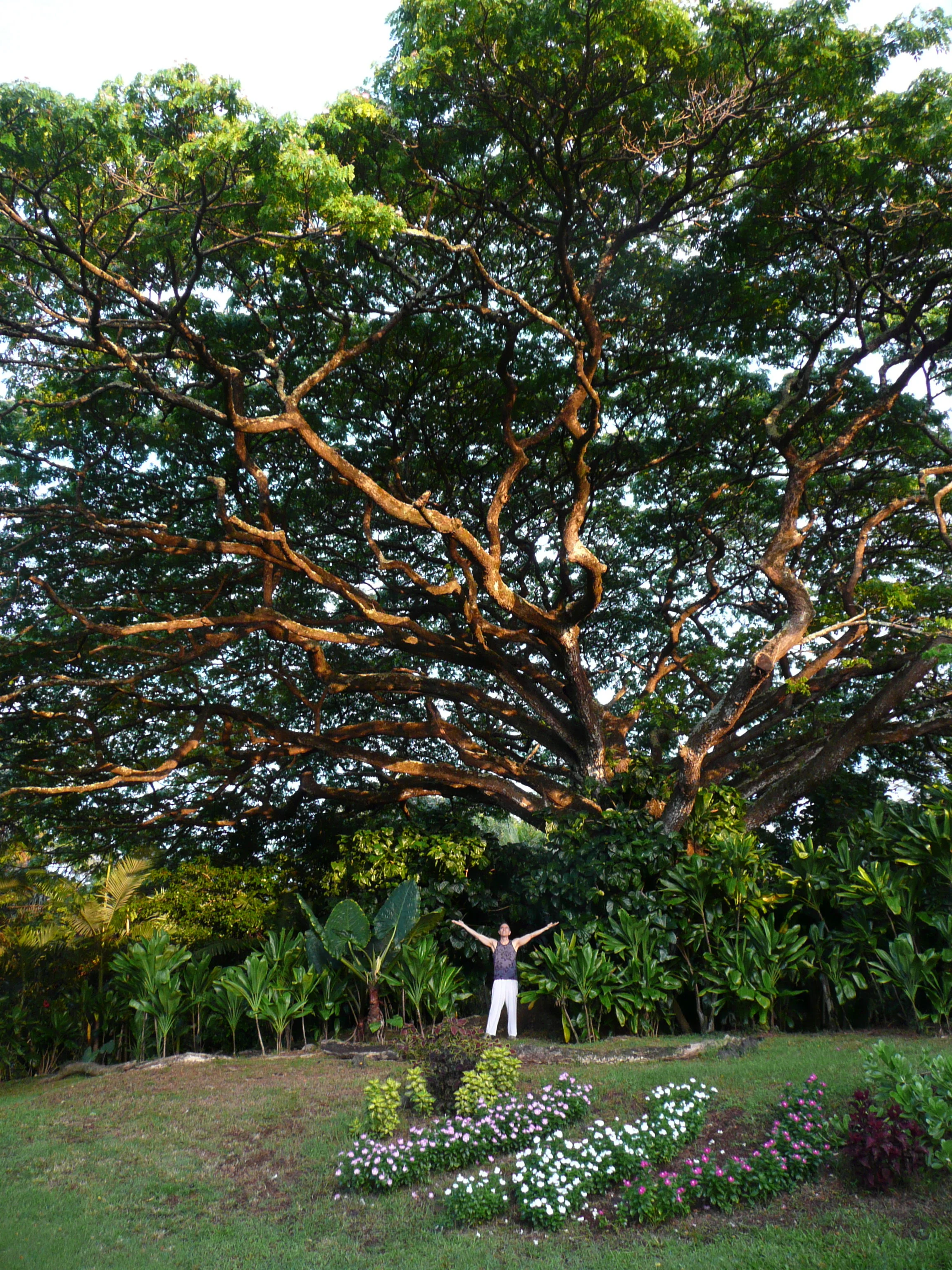 One of three 'ohai with morning sunlight