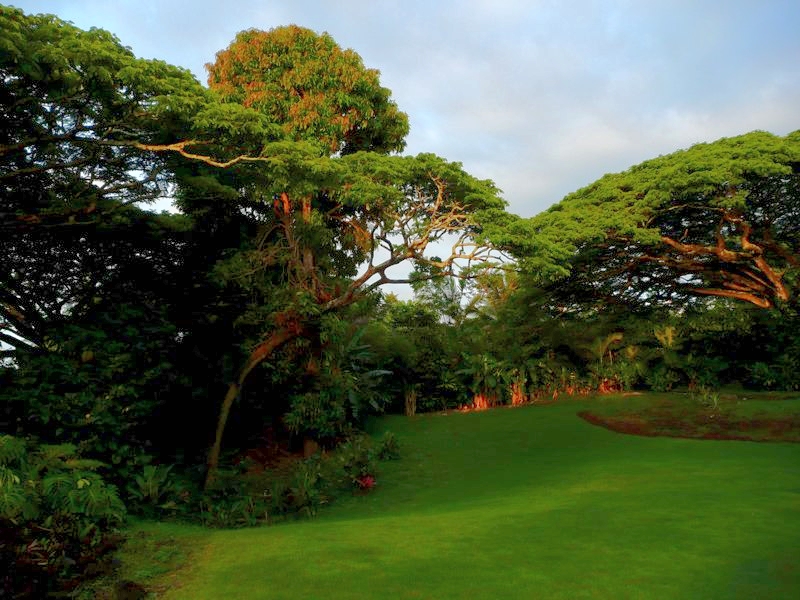 The back yard - lush trees and lawn and bountiful blossoms