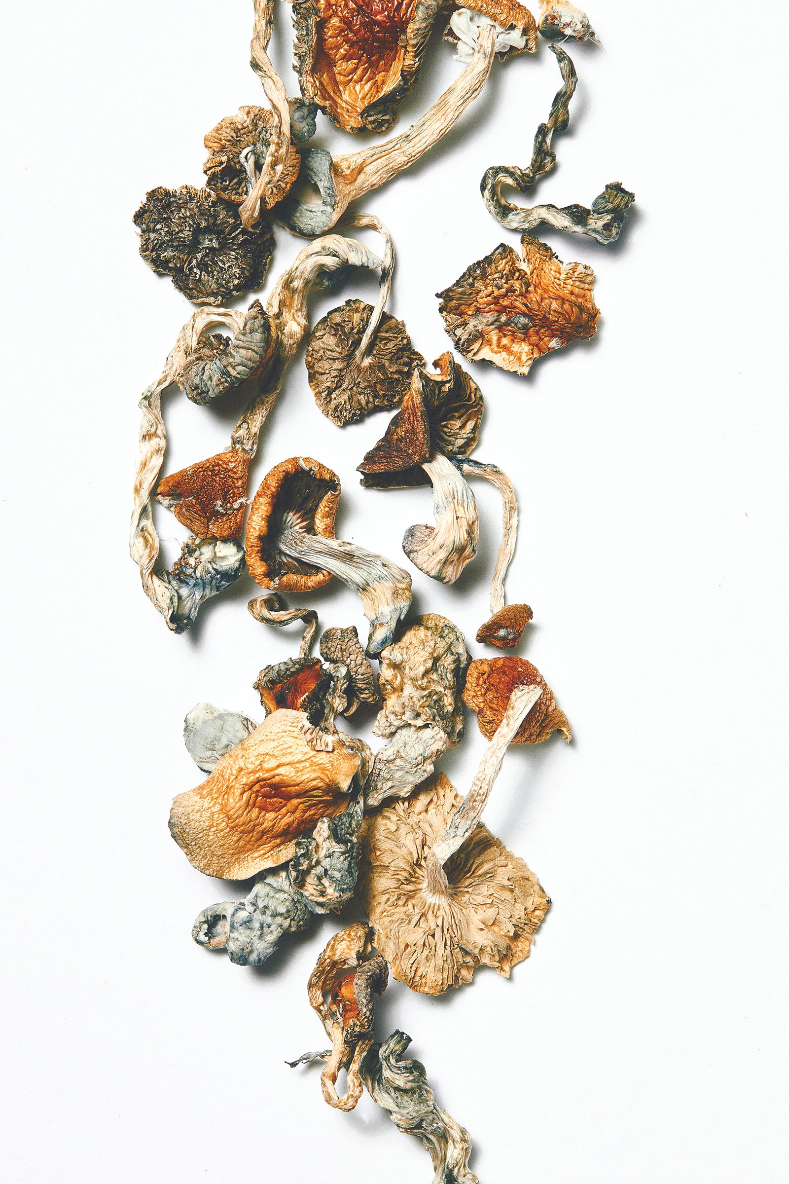 H-112-210212_MUSHROOMS3045.jpg