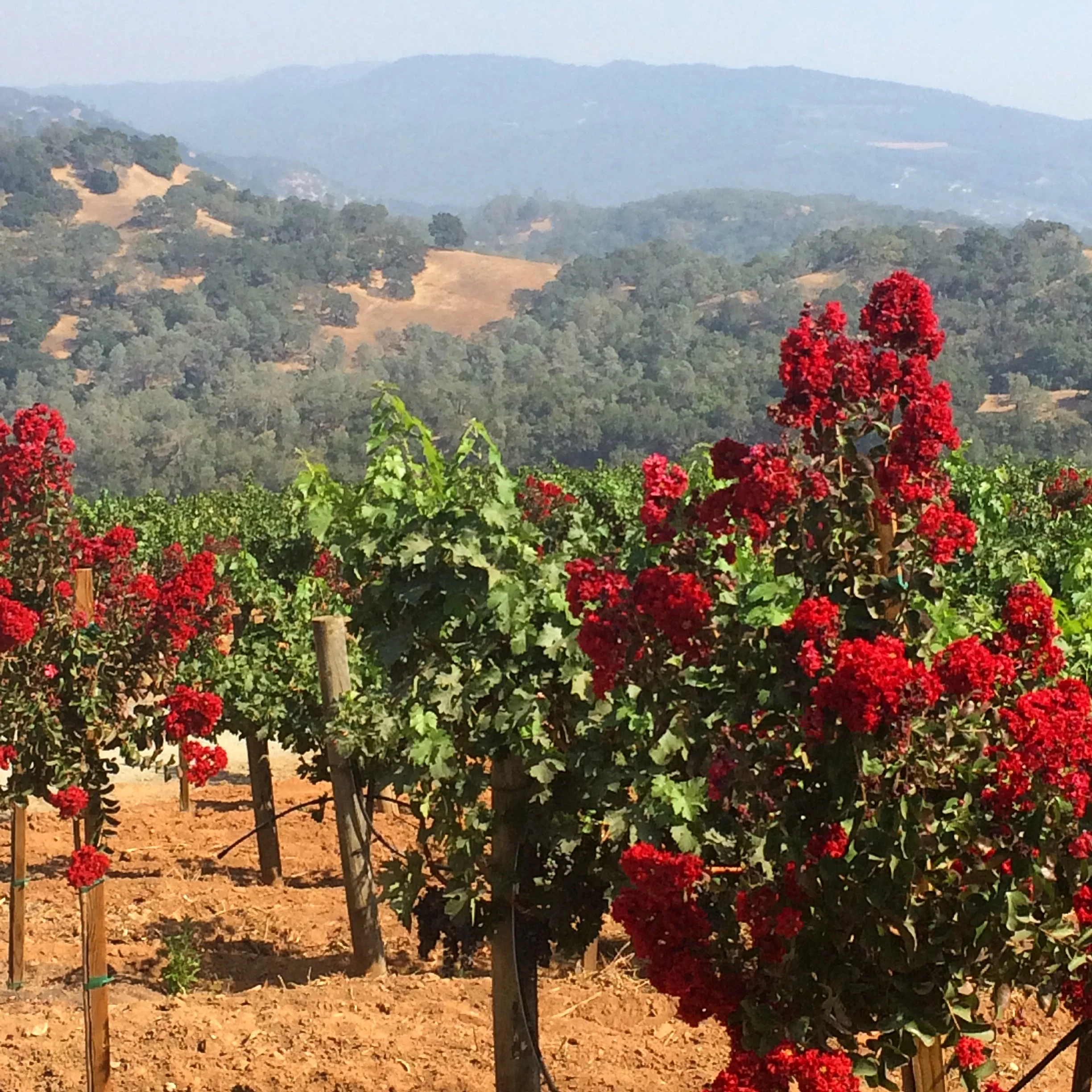 Amizetta Vineyards, St. Helena, California