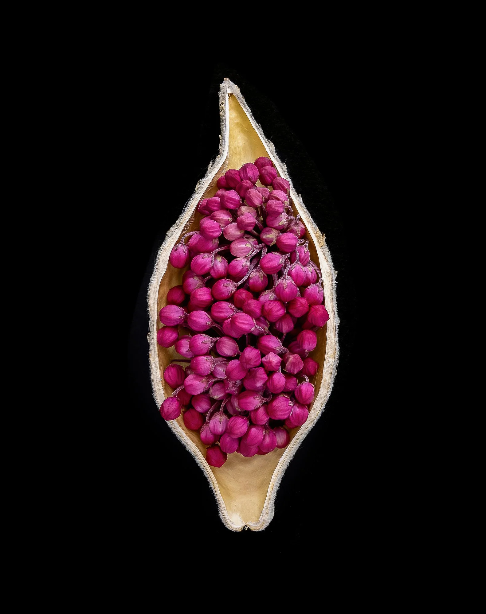 TracyWalsh_PortfoiloPhotographer_MilkweedFlowersinPod.jpg