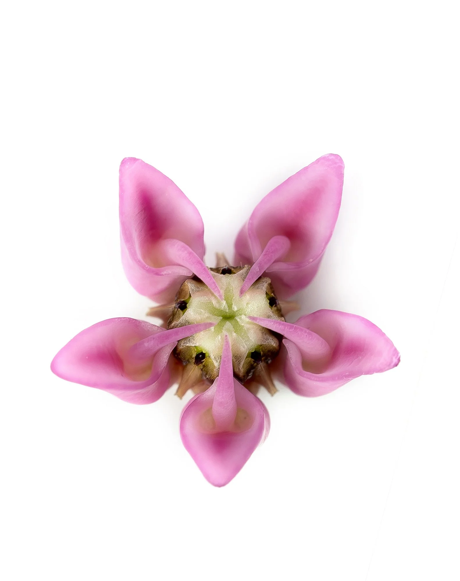 TracyWalsh_PortfoiloPhotographer_MilkweedFloret.jpg