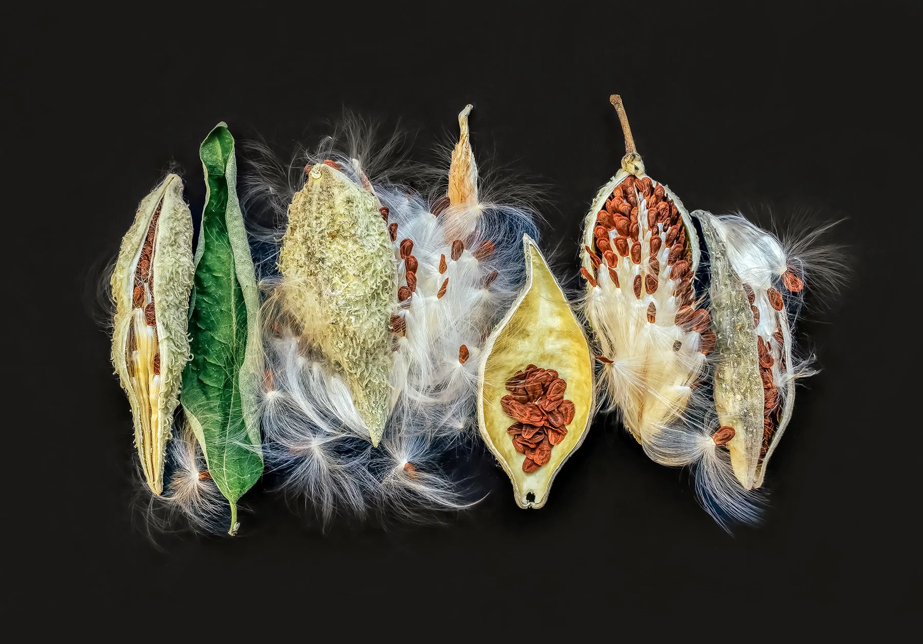 TracyWalsh-Milkweed.jpg