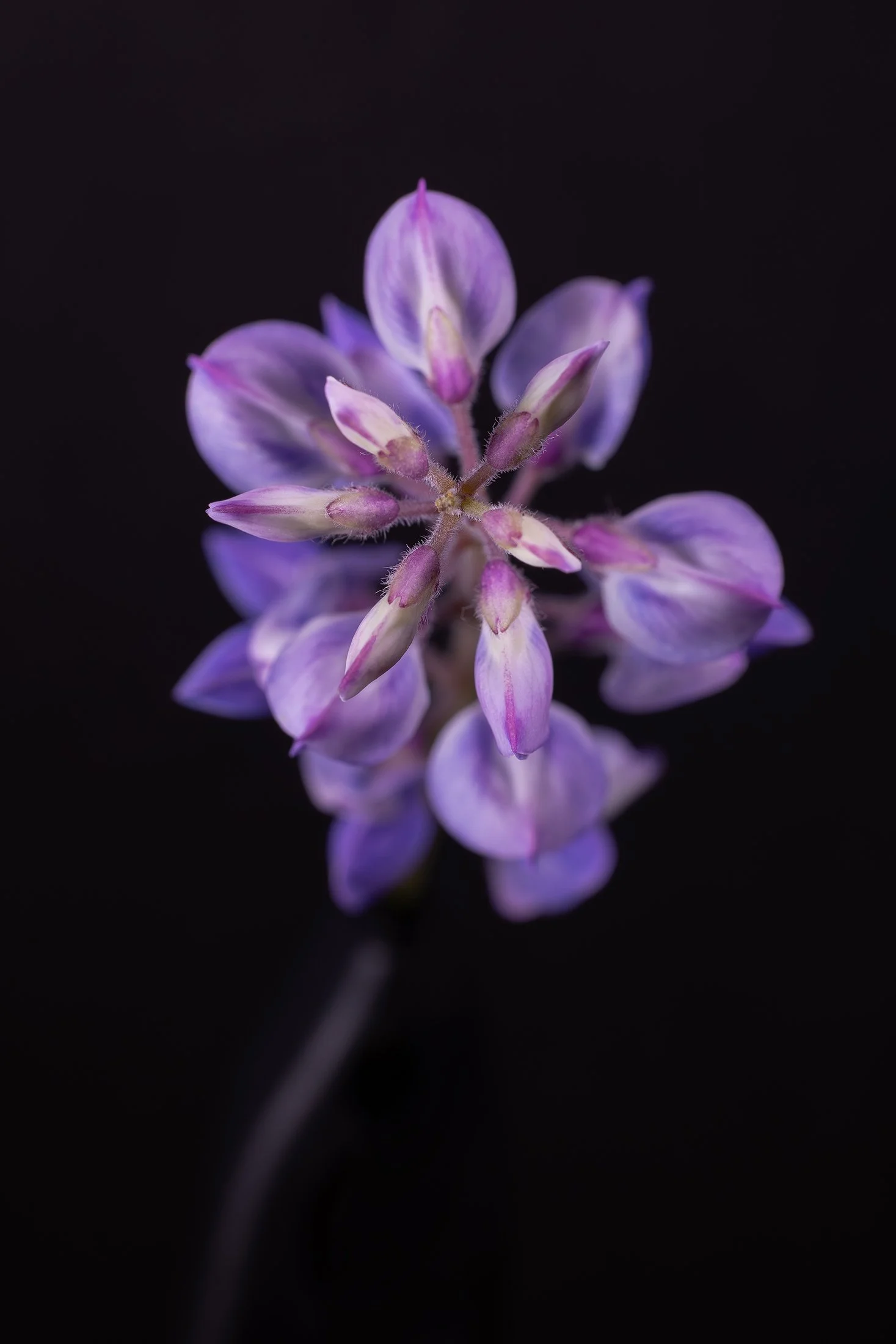 Plants-Tracy-Walsh-LupineLove.jpg