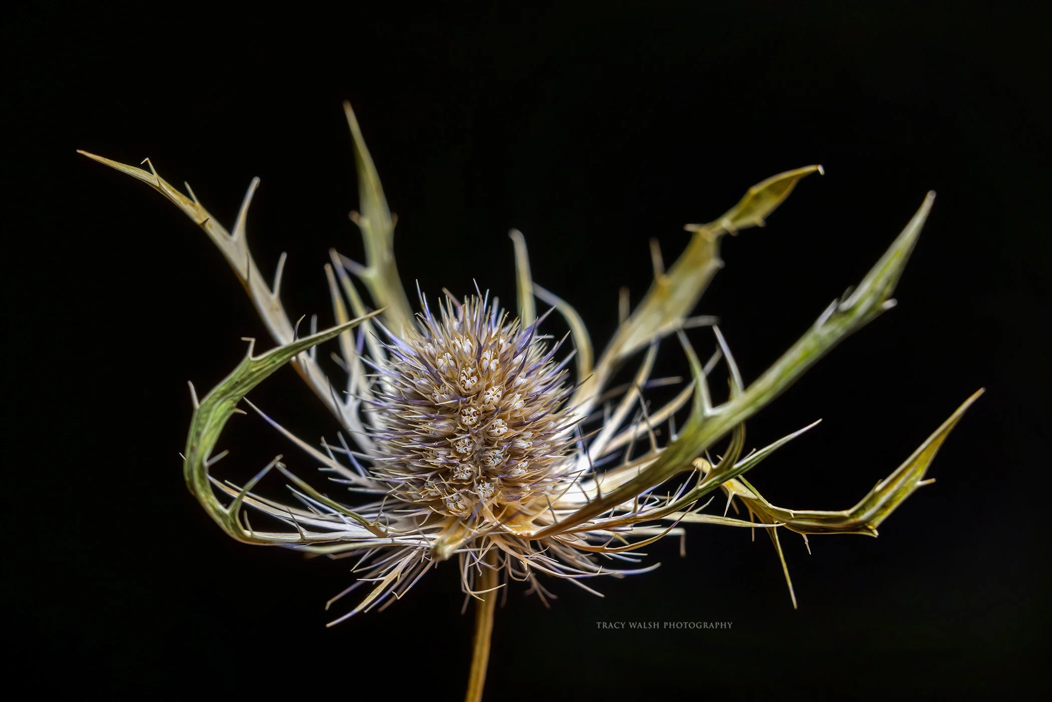 2O0A1230-Enhanced-NR.jpg