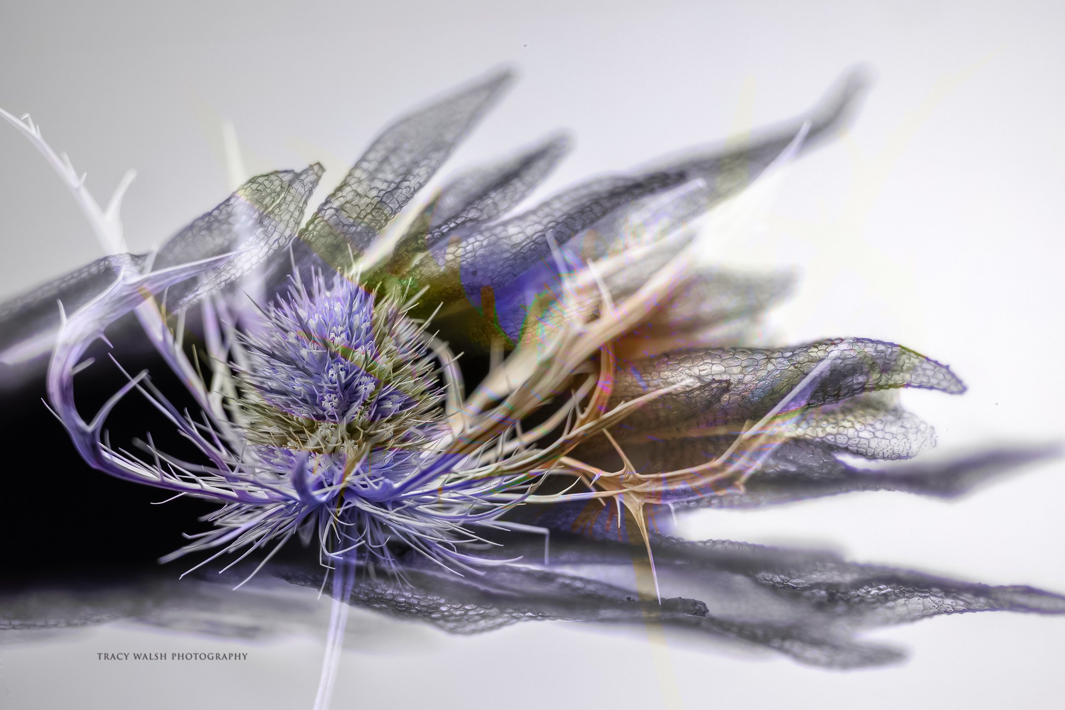 Blueflower EryngoFinal.jpg