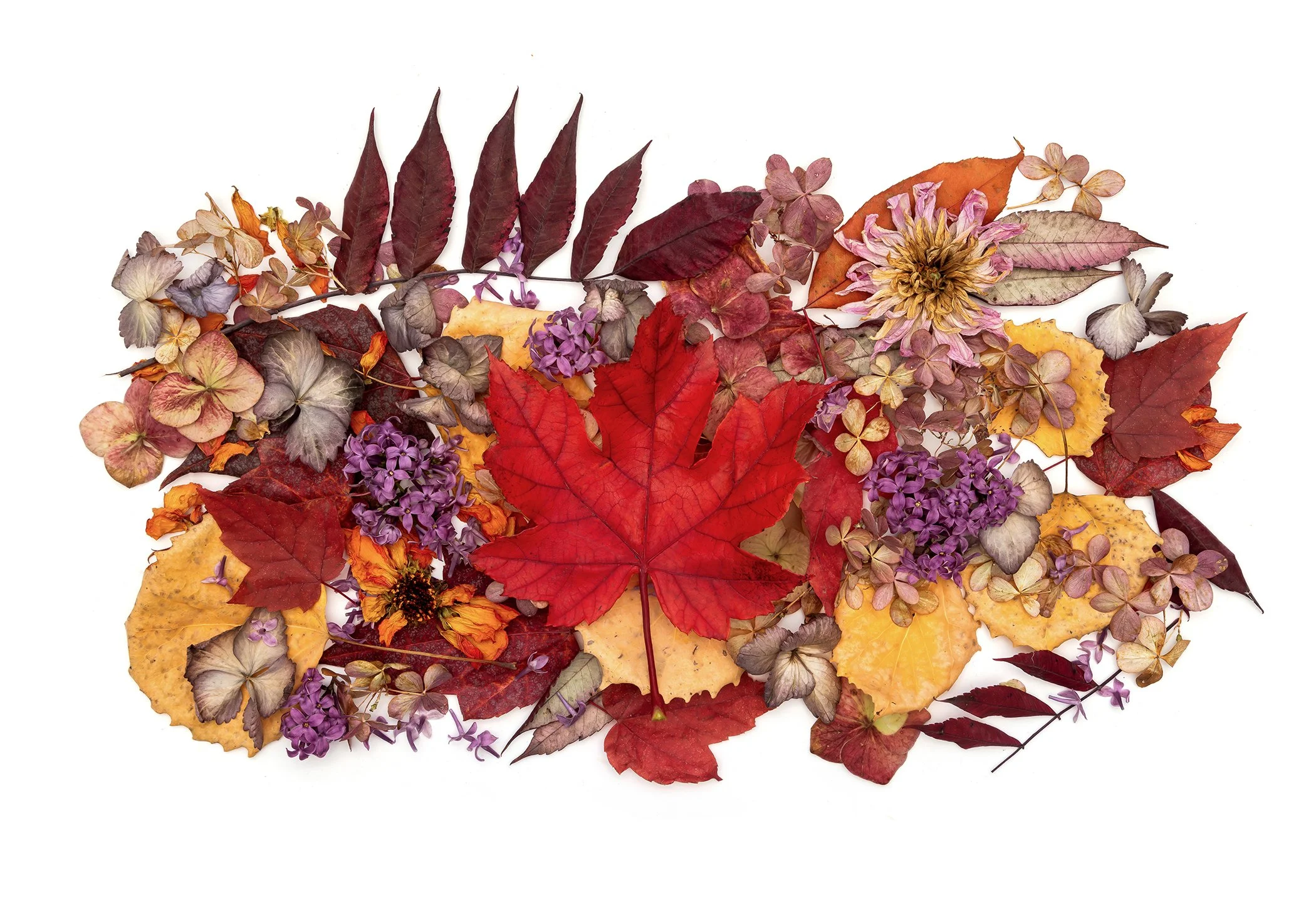TracyWalsh_Maple2O0A3821.jpg