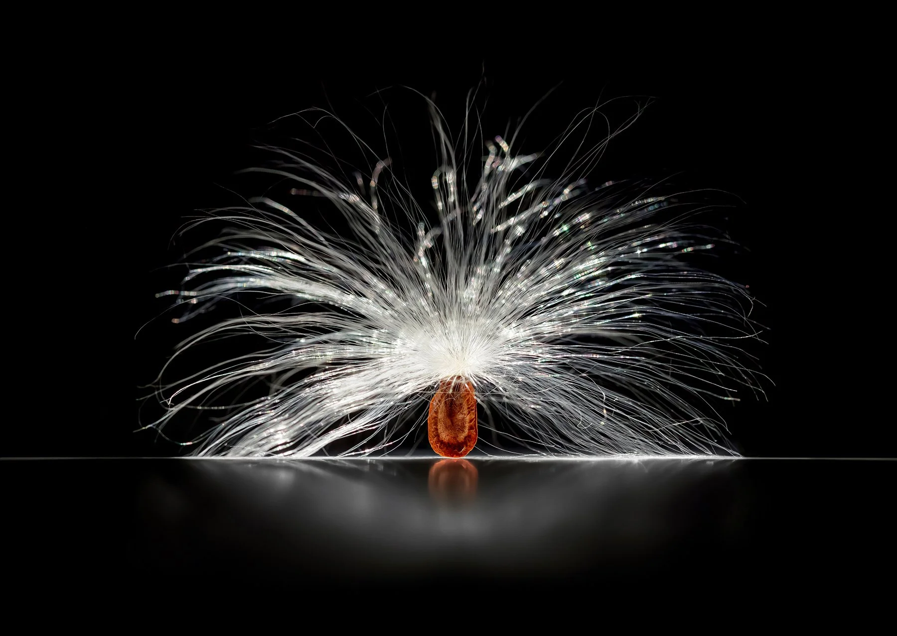 webNEWMilkweedSeedPrint.jpg