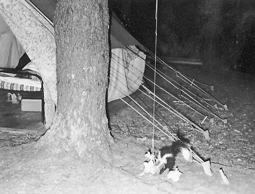 Skunk in camp II.jpg
