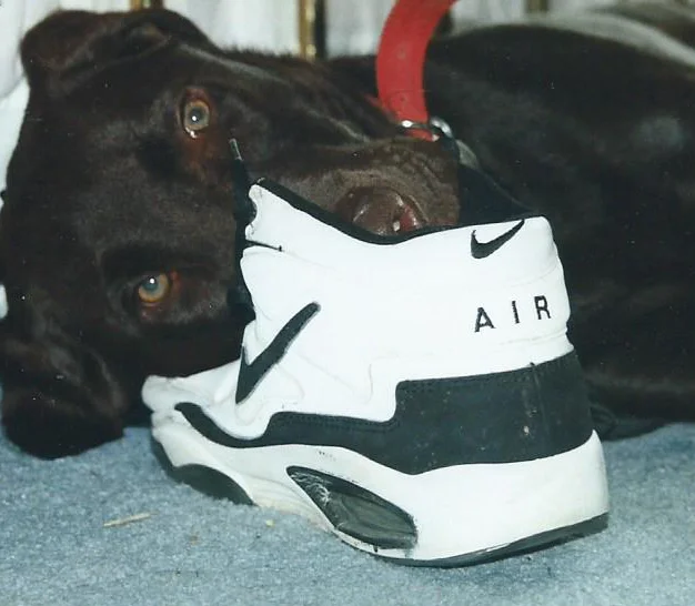 Max smelling Dad's shoe. 