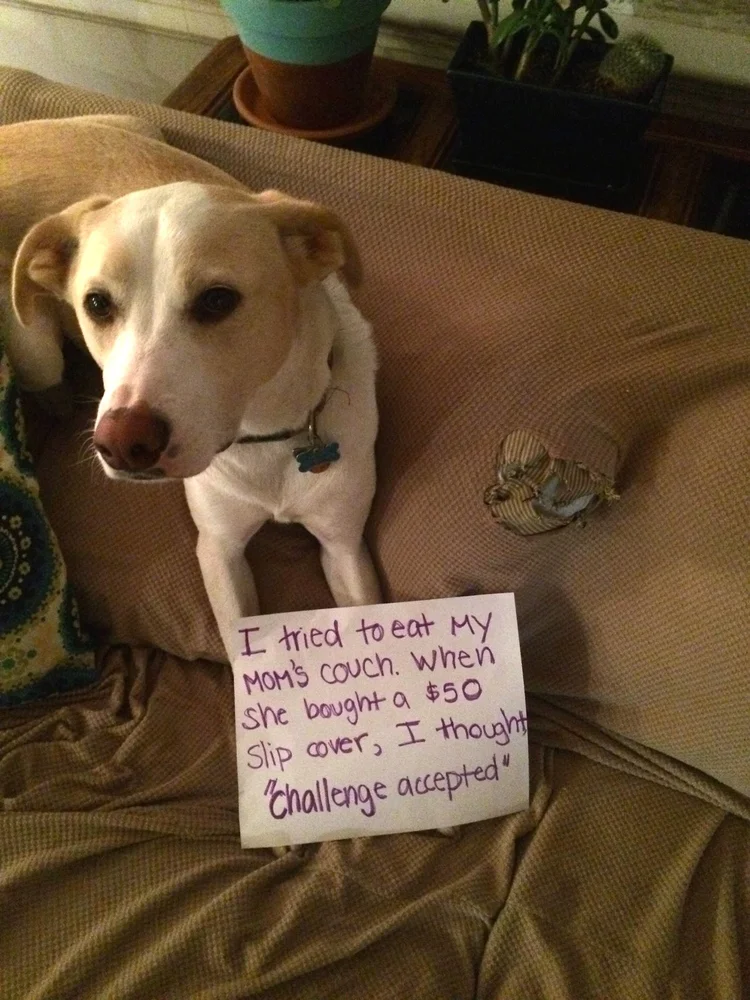 My Best Friend Ate My Couch
