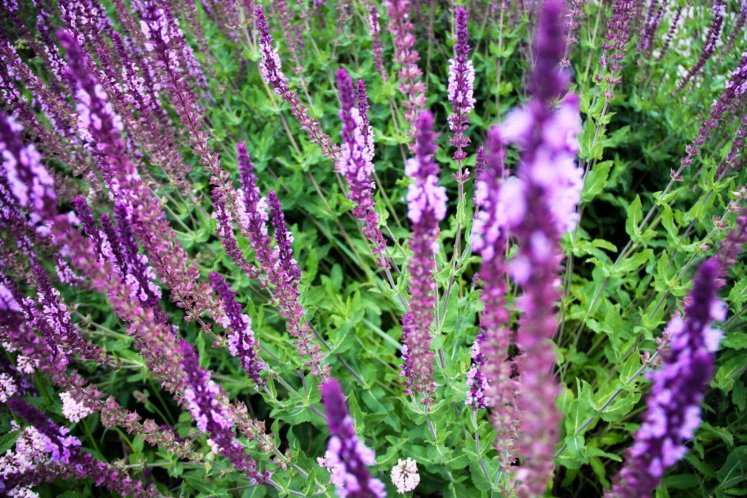 2012_06_02_1198.jpg