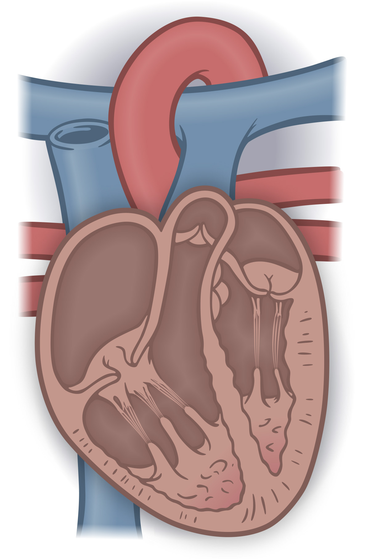 Human heart cross-section