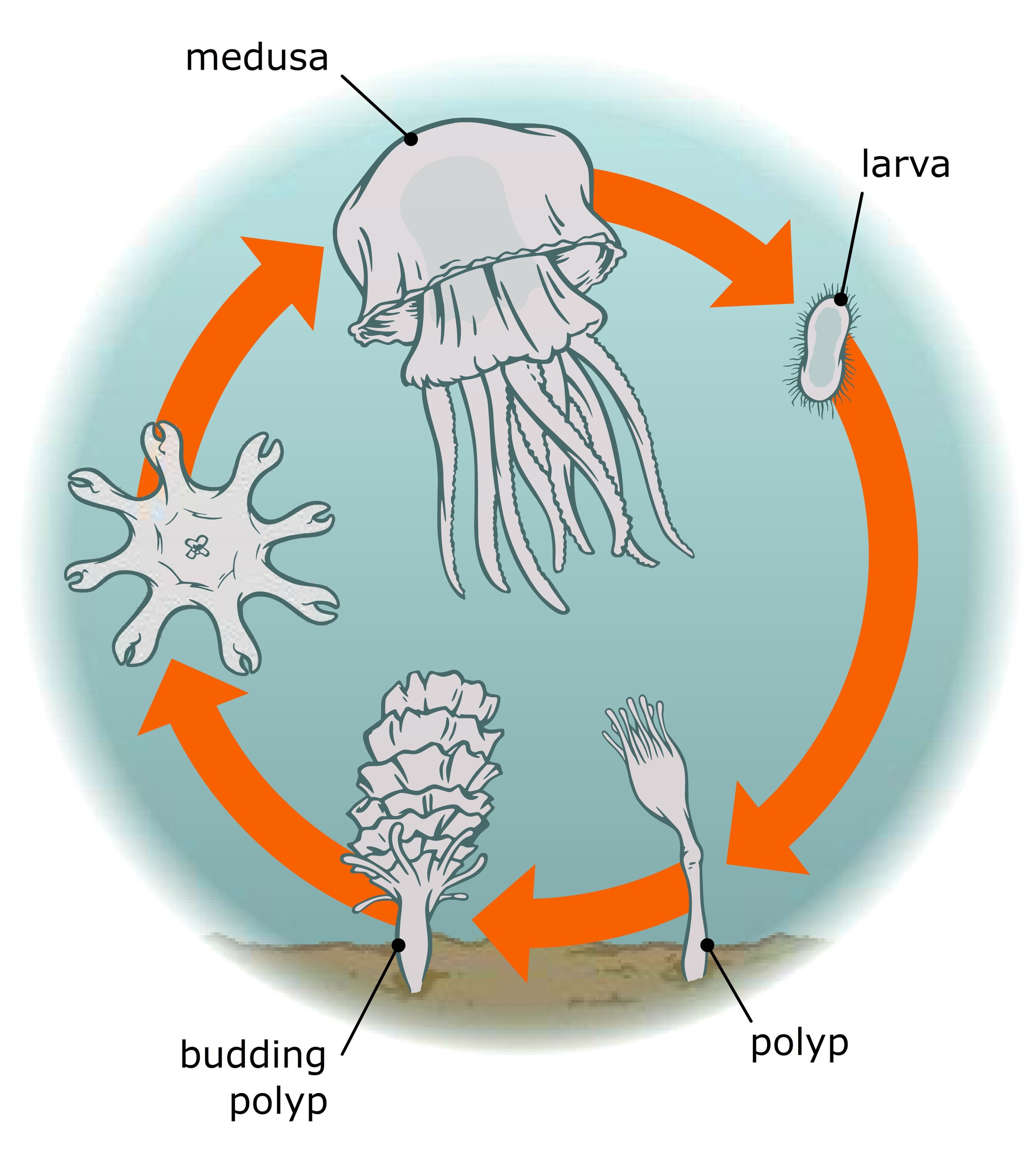 Jellyfish life cycle