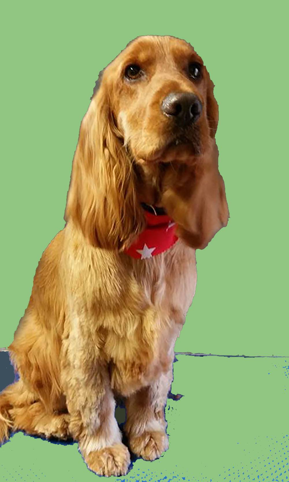 cocker spaniel green background.jpg