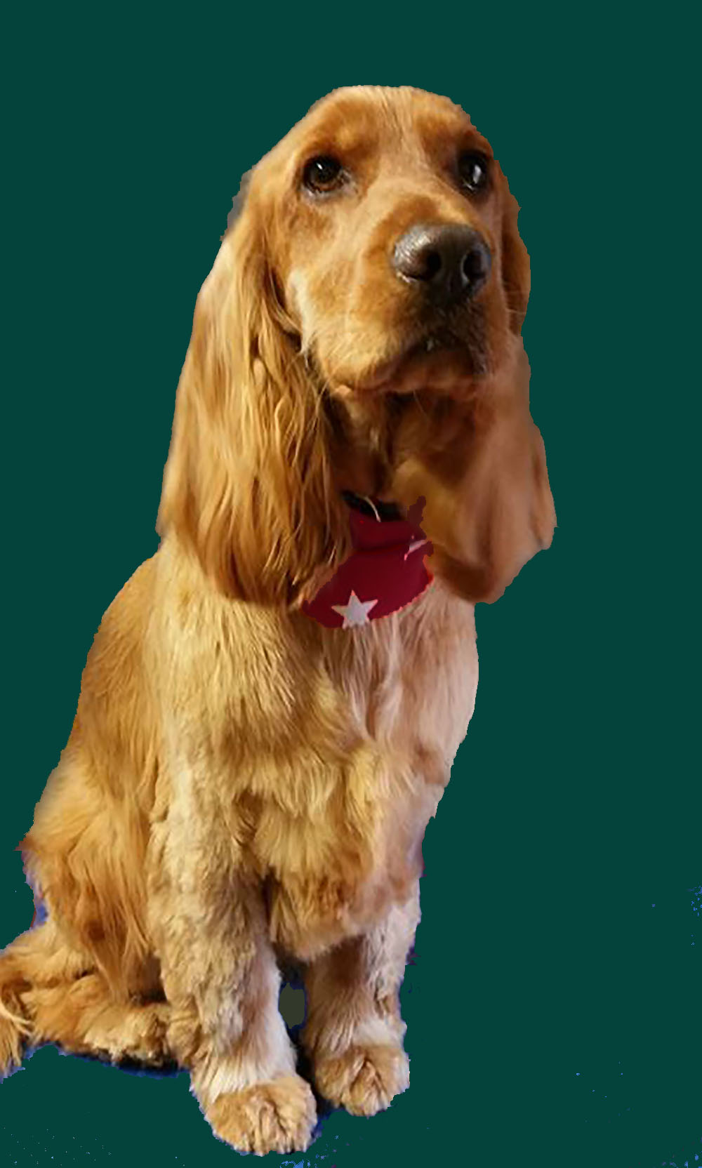 cocker spaniel  teal background.jpg