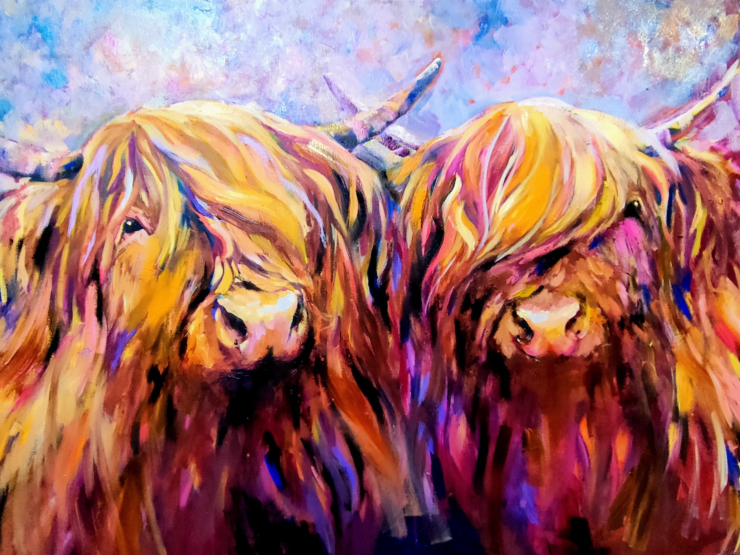 picture of two colourful highland cows 