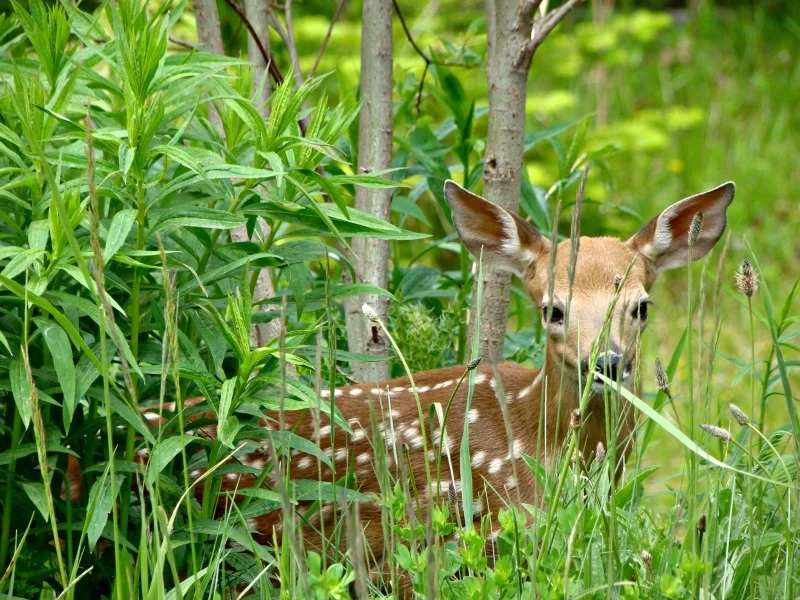 Silviculture Development and Habitat Enhancement Fund